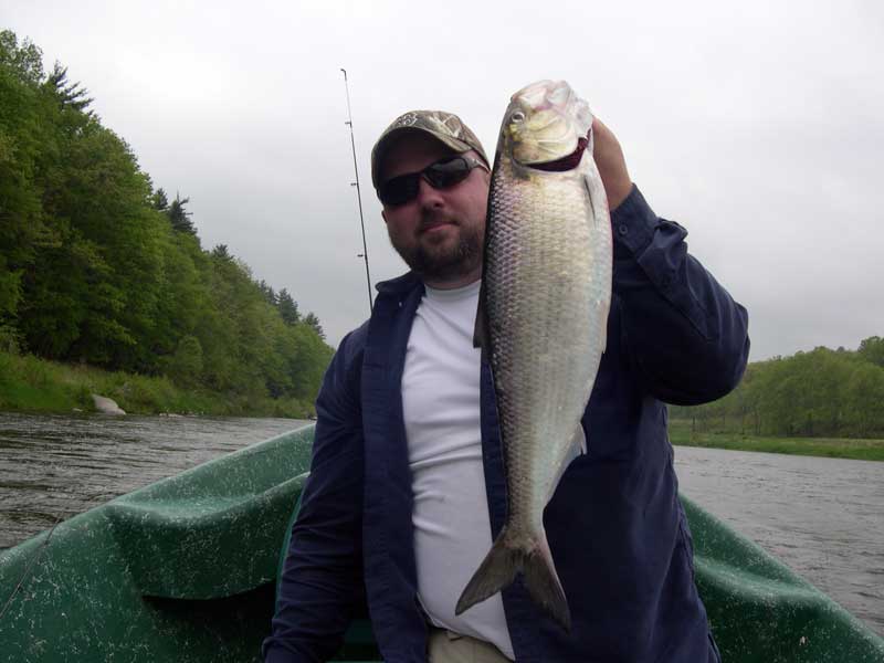Great Shad fishery Upper Delaware river