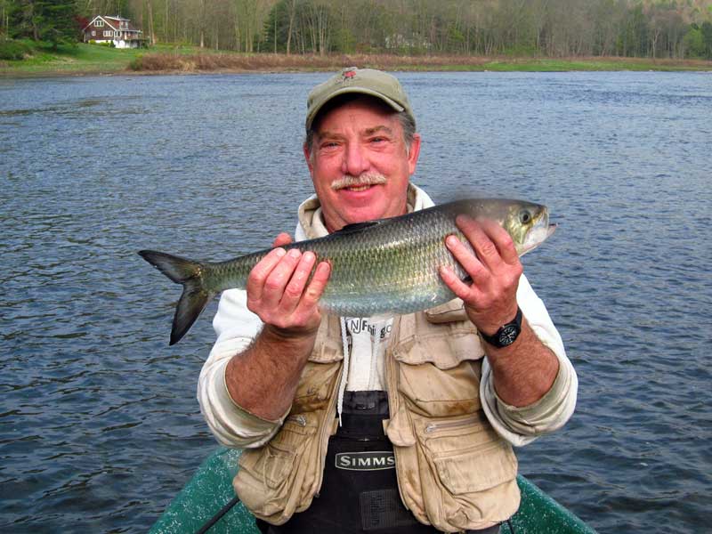 Shad fishing with Sweetwater Guide Service