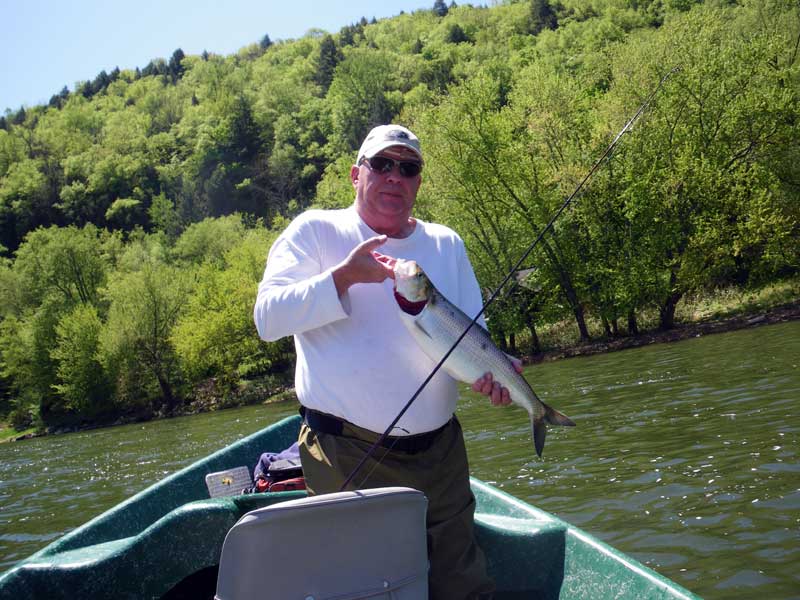 Guided Shad Fishing on the Delaware River