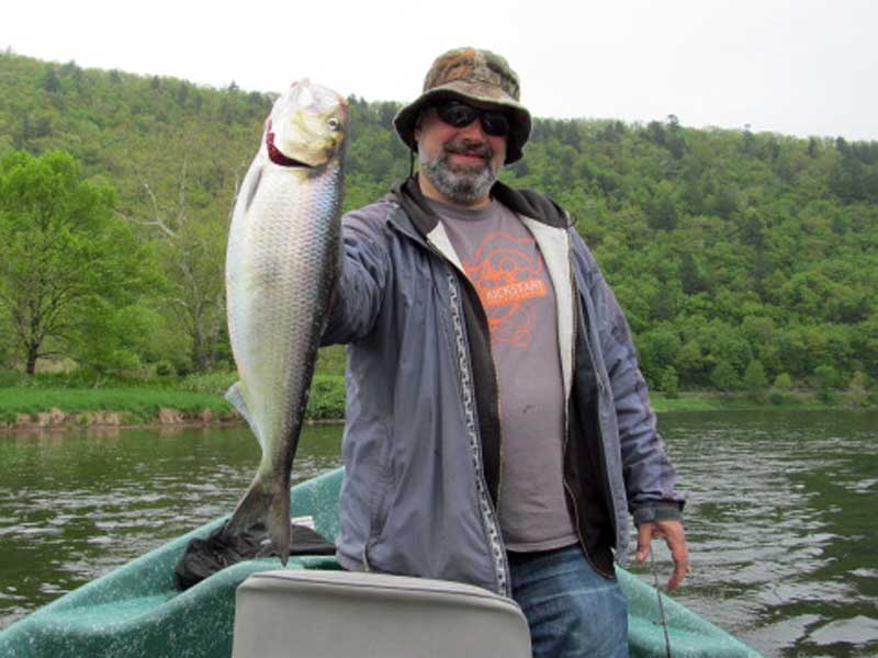 Shad fishing with Sweetwater Guide Service