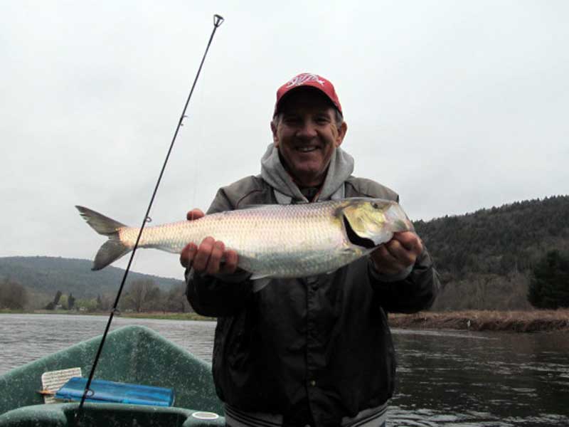 Sweetwater Guide Service Shad fishing