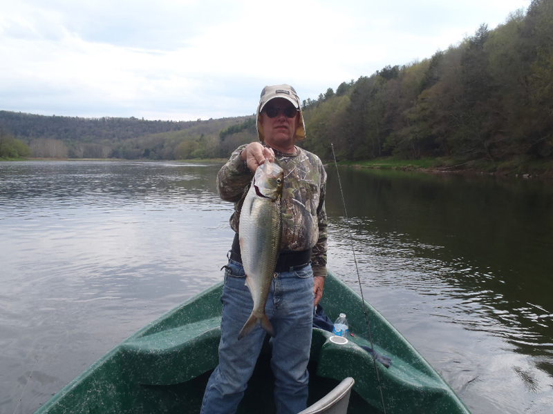 Shad fishing with Sweetwater Guide Service
