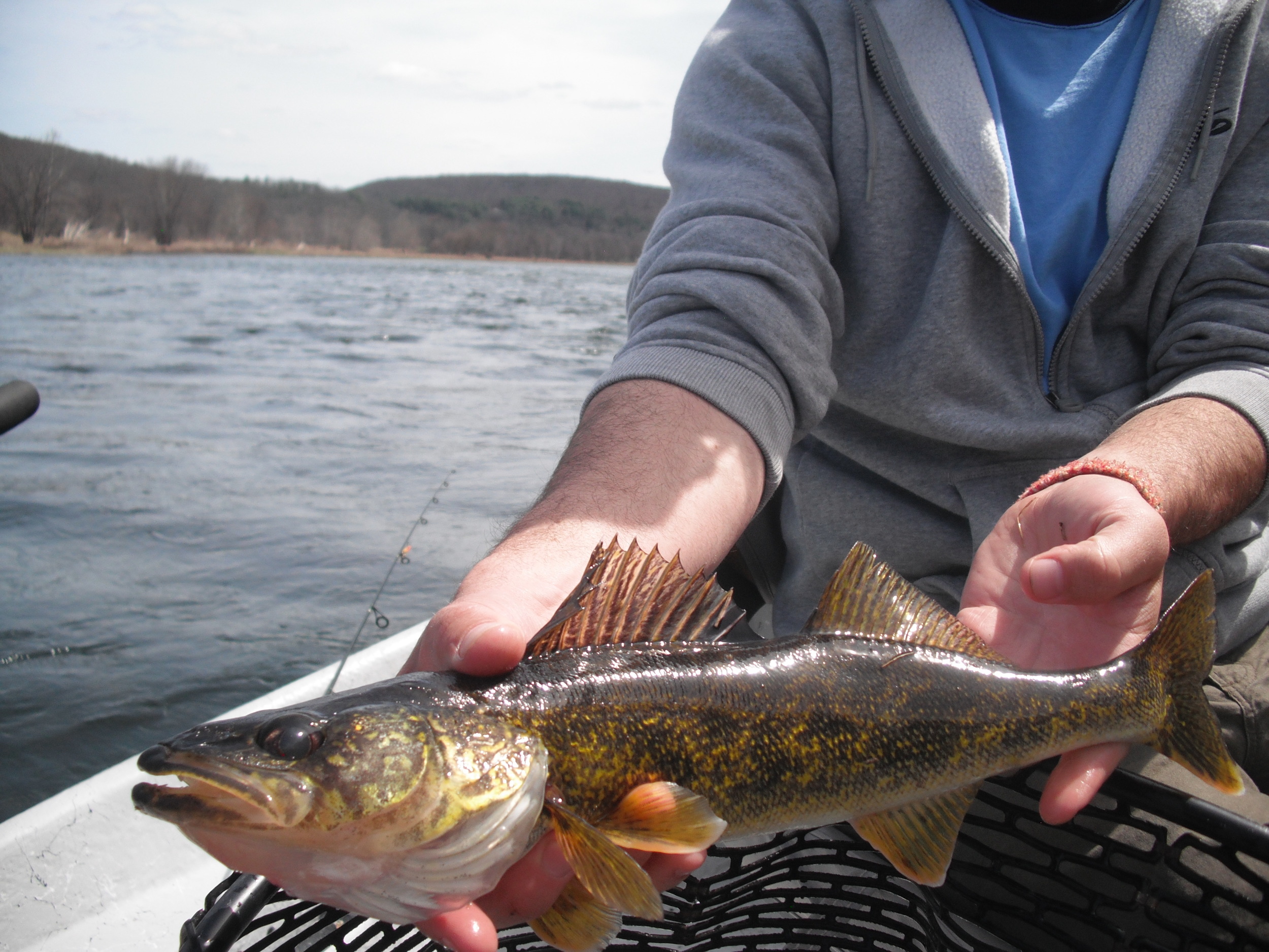Spring Walleye