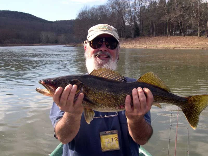 Upper Delaware River Walleye caught with Sweetwater Guide Service