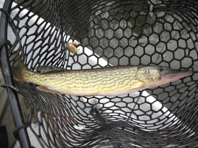 The +1 for the Grand slam, a rare Delaware river Chain Pickerel