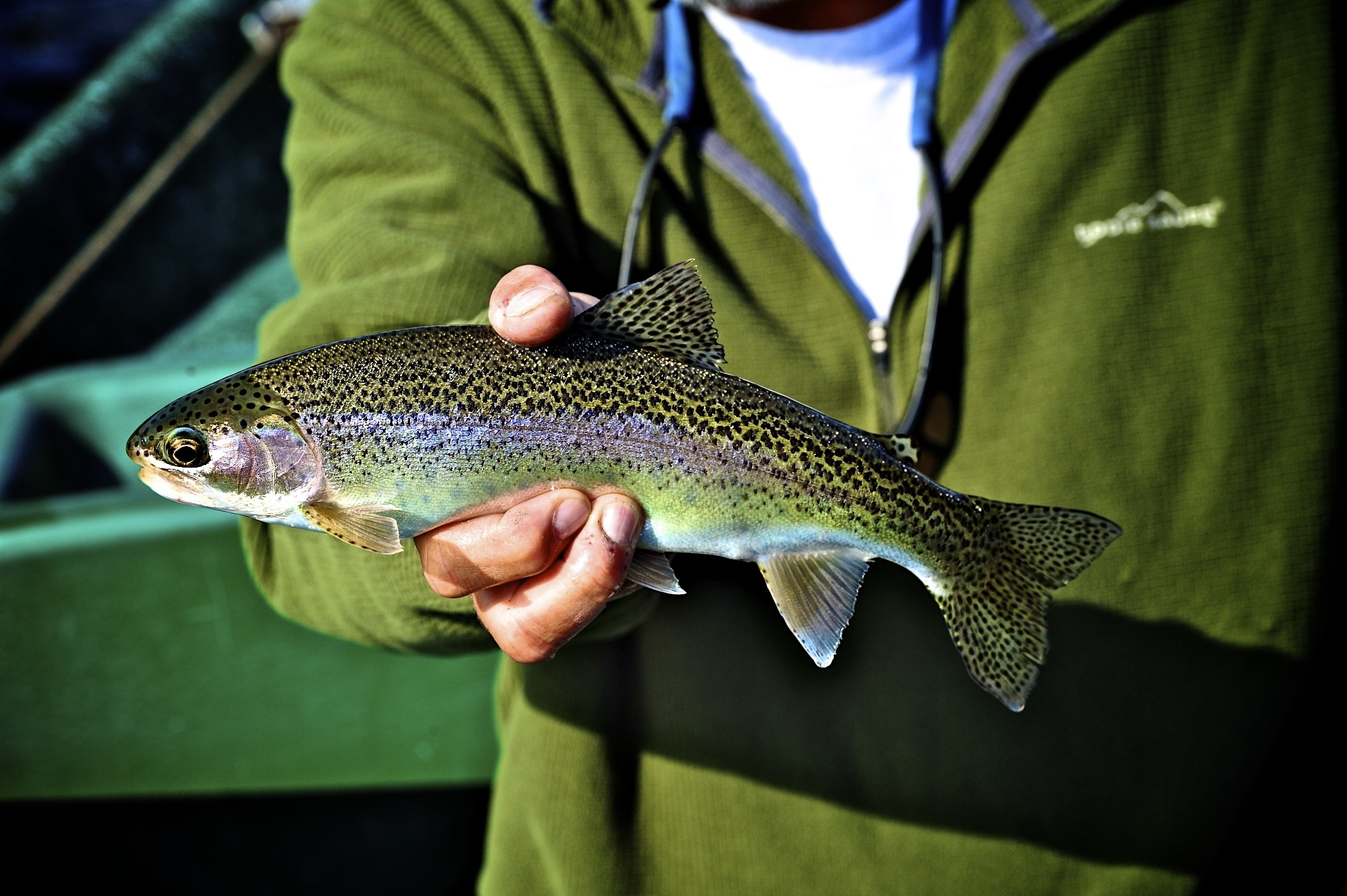 Fly fishing Delaware River Native Rainbow Trout Sweetwater Guide Service