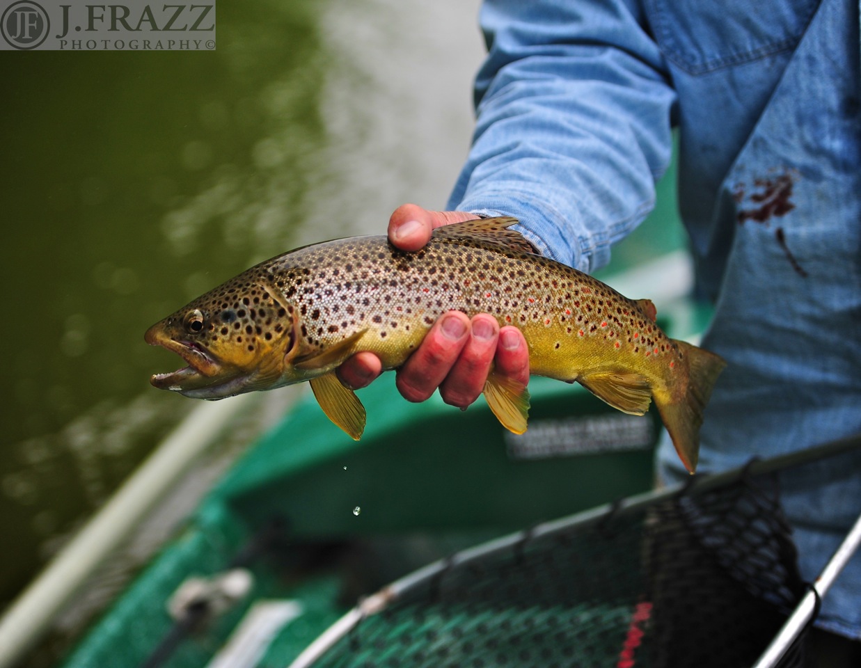 fly fishing Delaware River Sweetwater Guide Service Brown trout