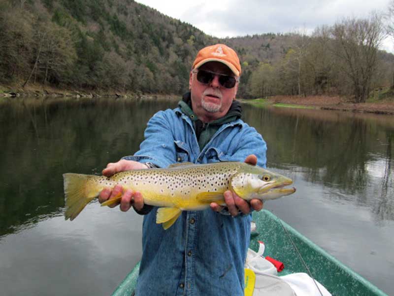 Brown trout fishing on the Delaware river with Sweetwater Guide Service