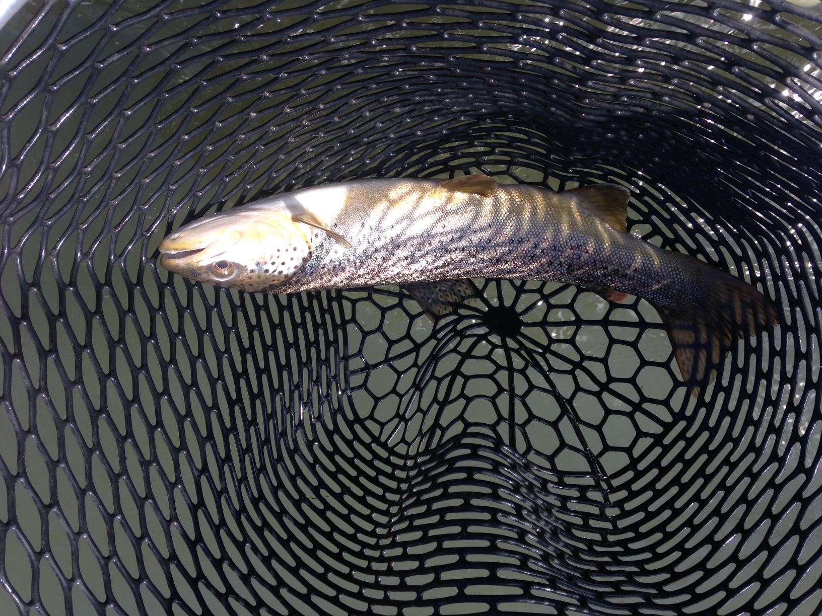First Brown trout of the year, about 16 inches of a healthy beautiful trout.
