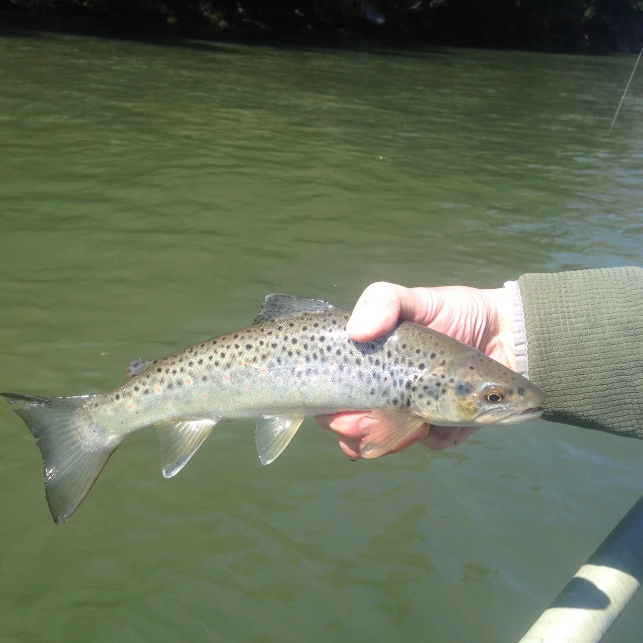 A feisty little Delaware river Brown trout! 