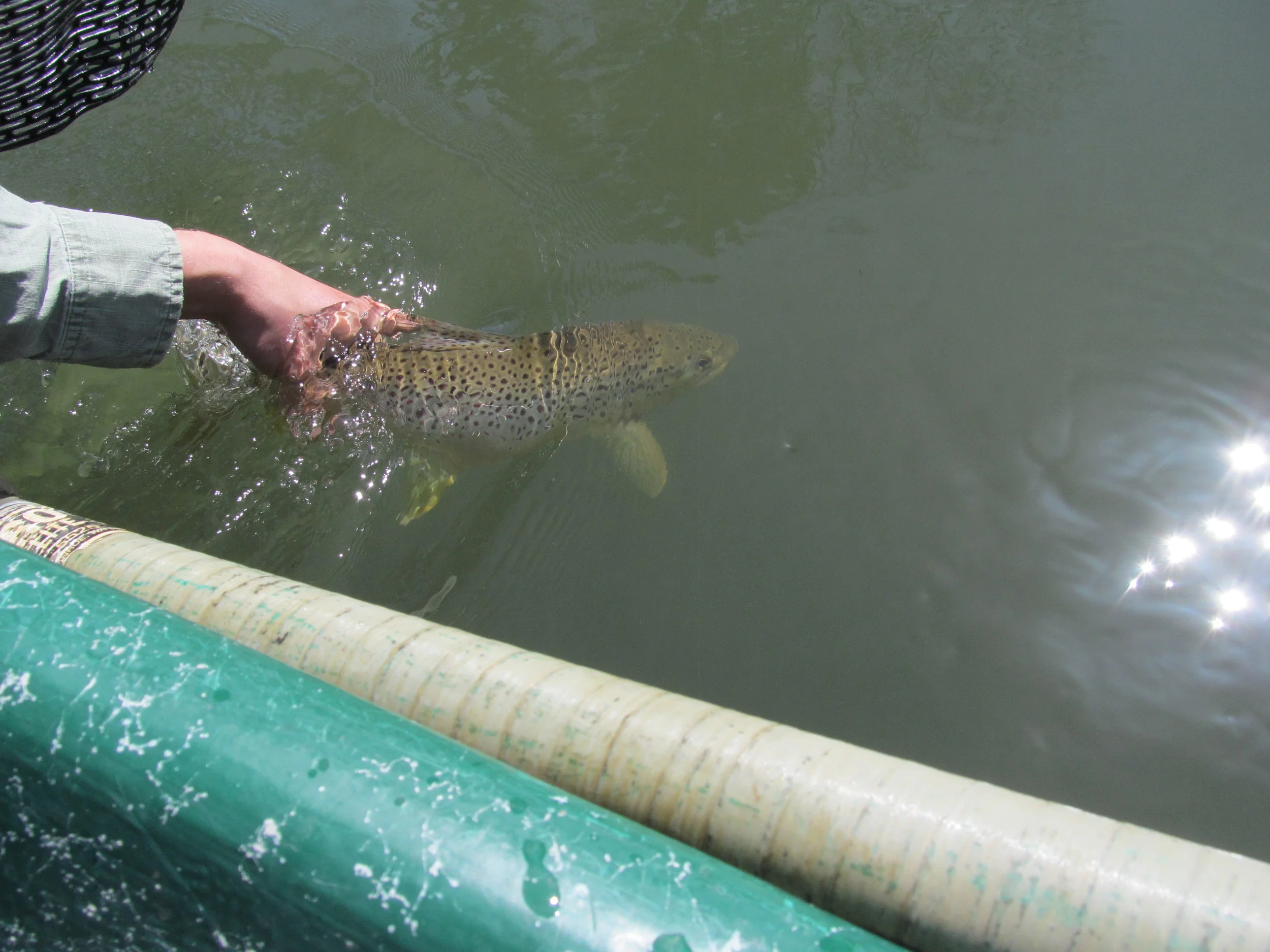A smooth release of our beautiful catch!