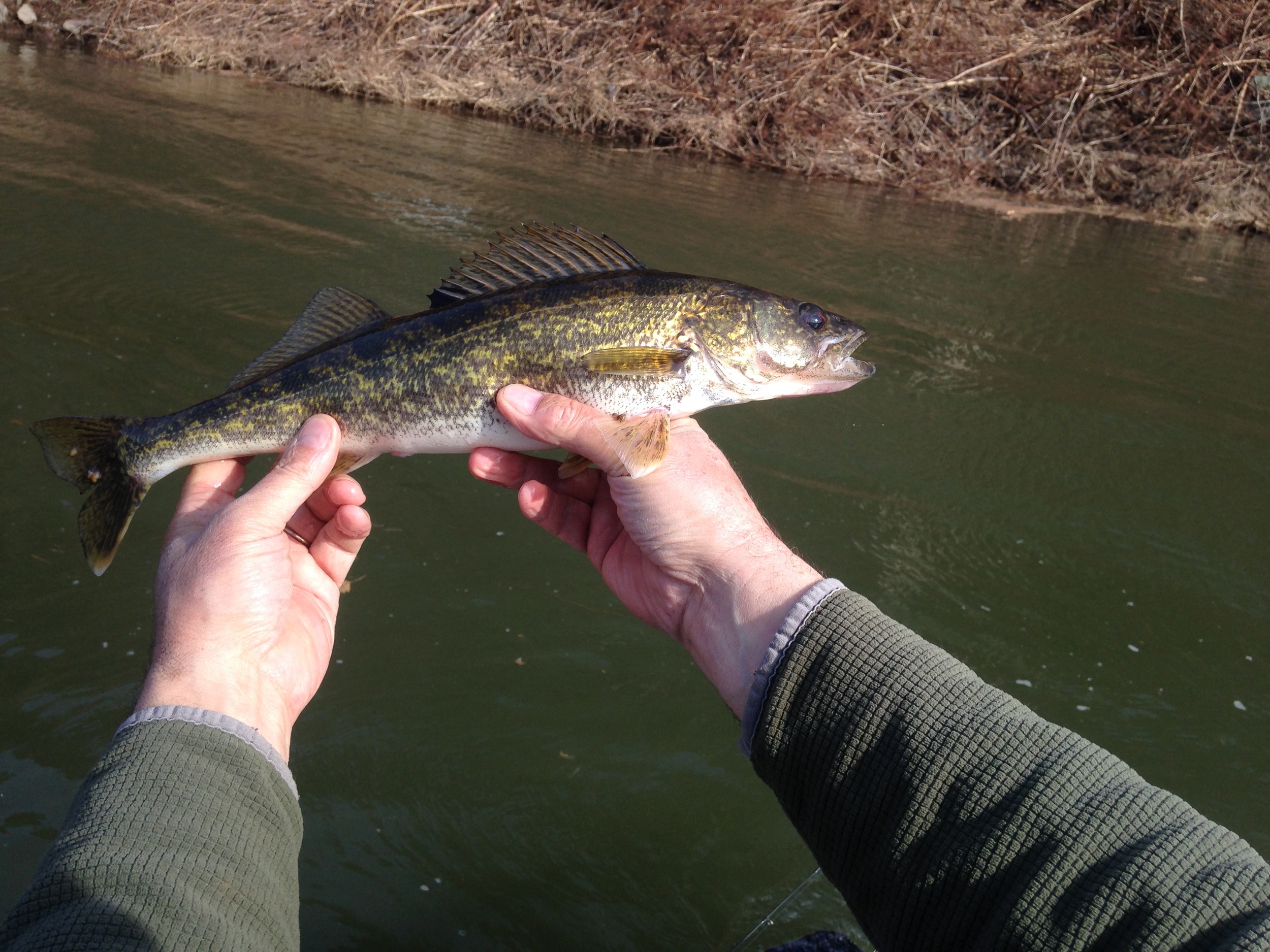 A spring spawn walleye found its way into our net today.