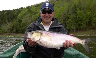 Shad on a dart Delaware river