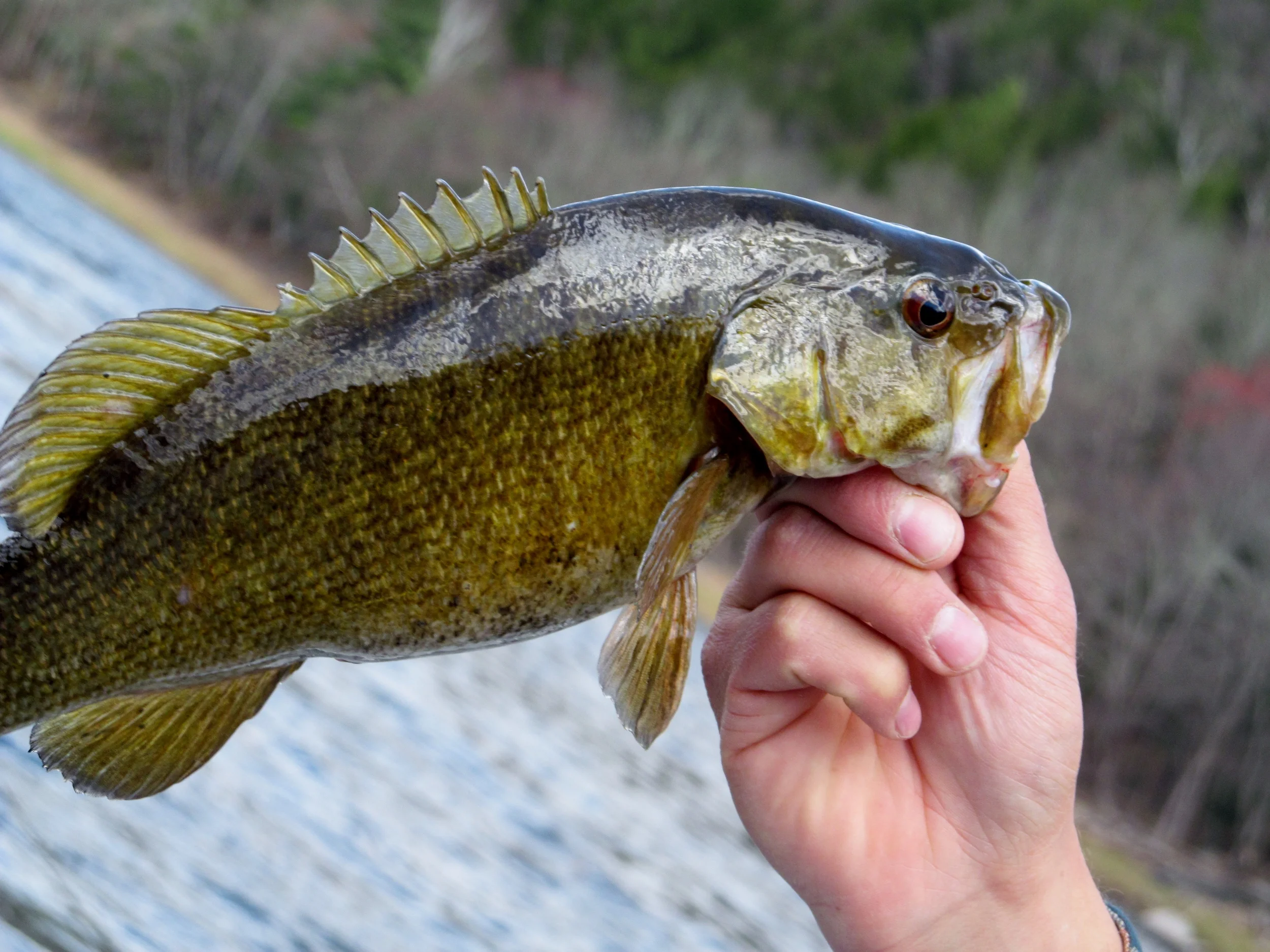 4/27/15 A healthy looking Smallmouth Bass!