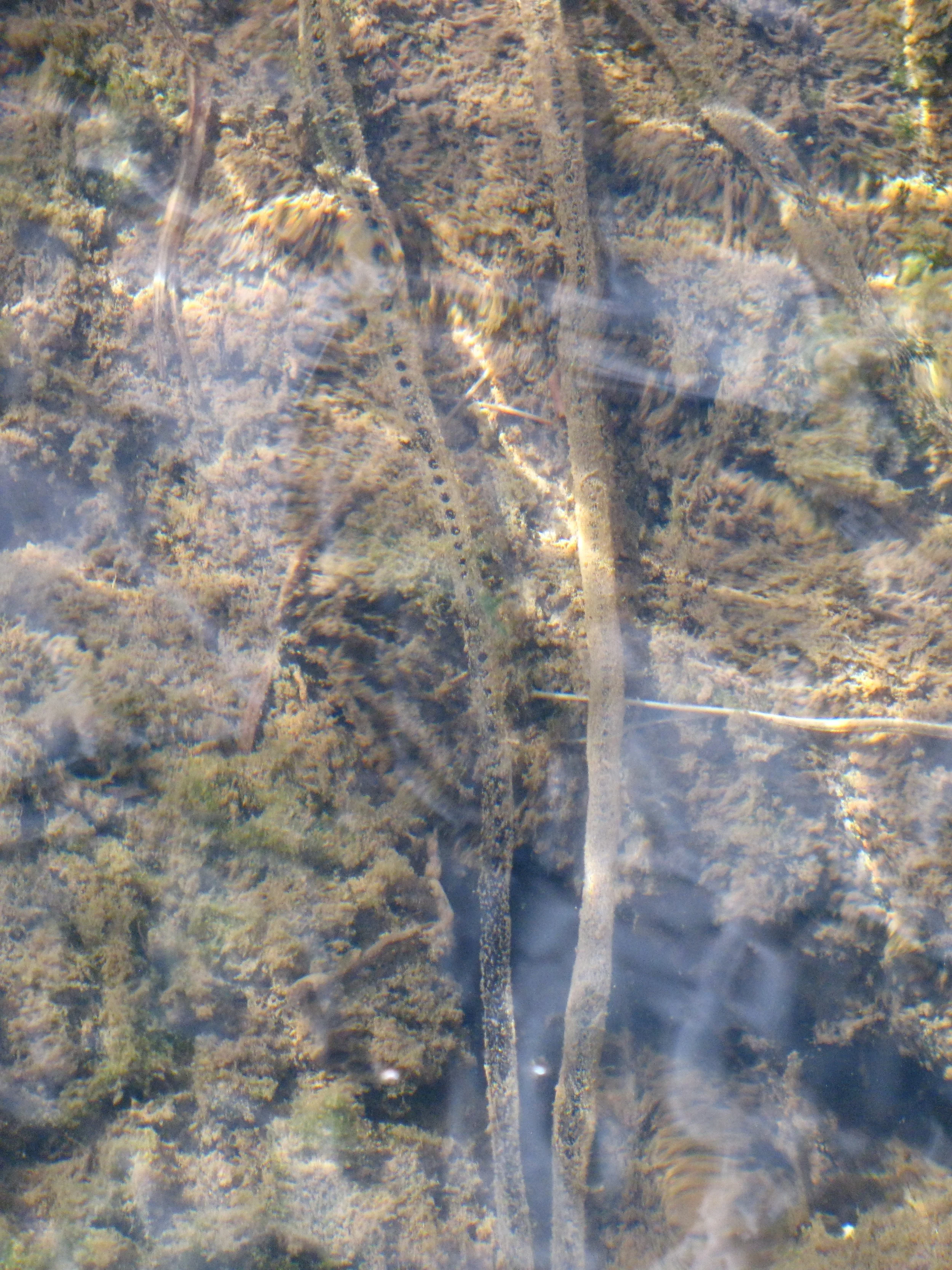 Skein's of American Toad Eggs spotted near shore north of Callicoon, NY.