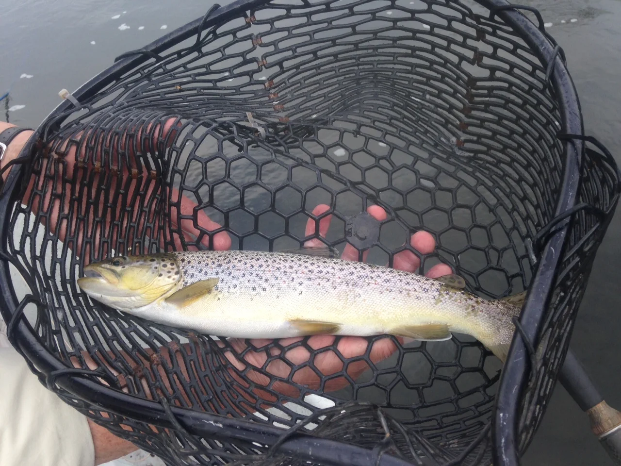 6 A.M. Dry fly fishing, yields some nice Delaware river Brown trout.