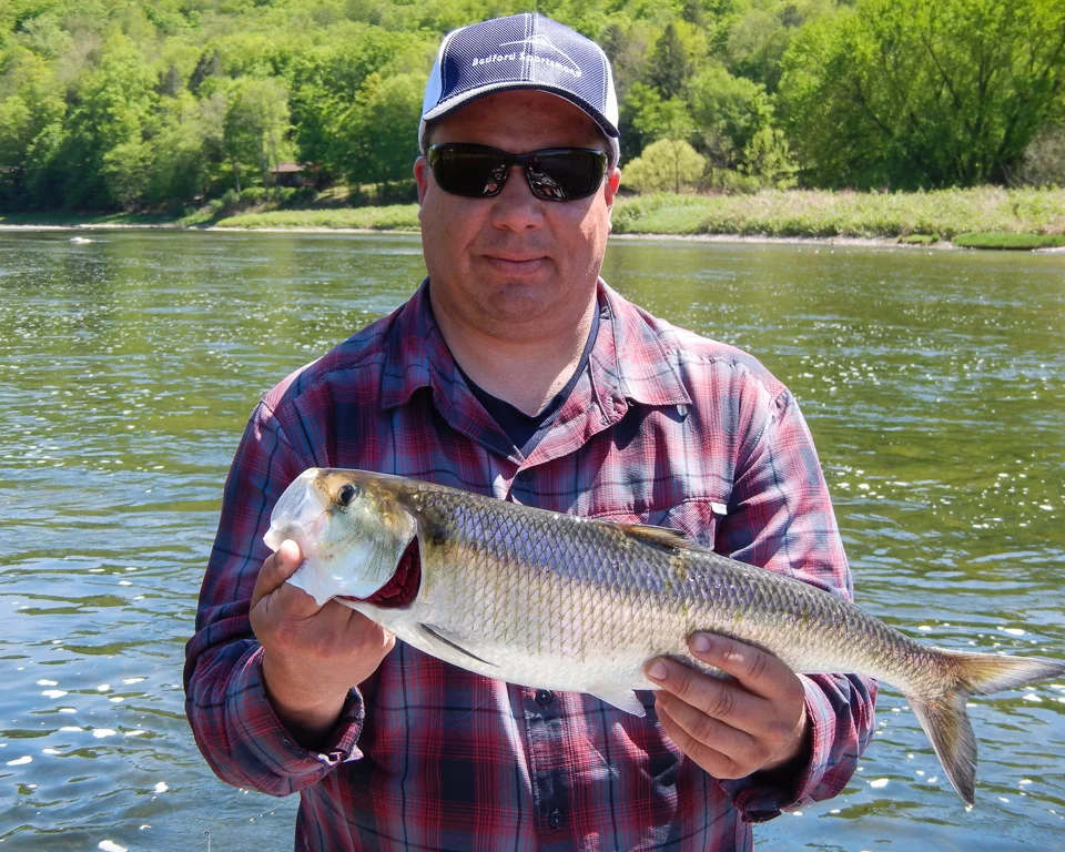 Nice American Shad!