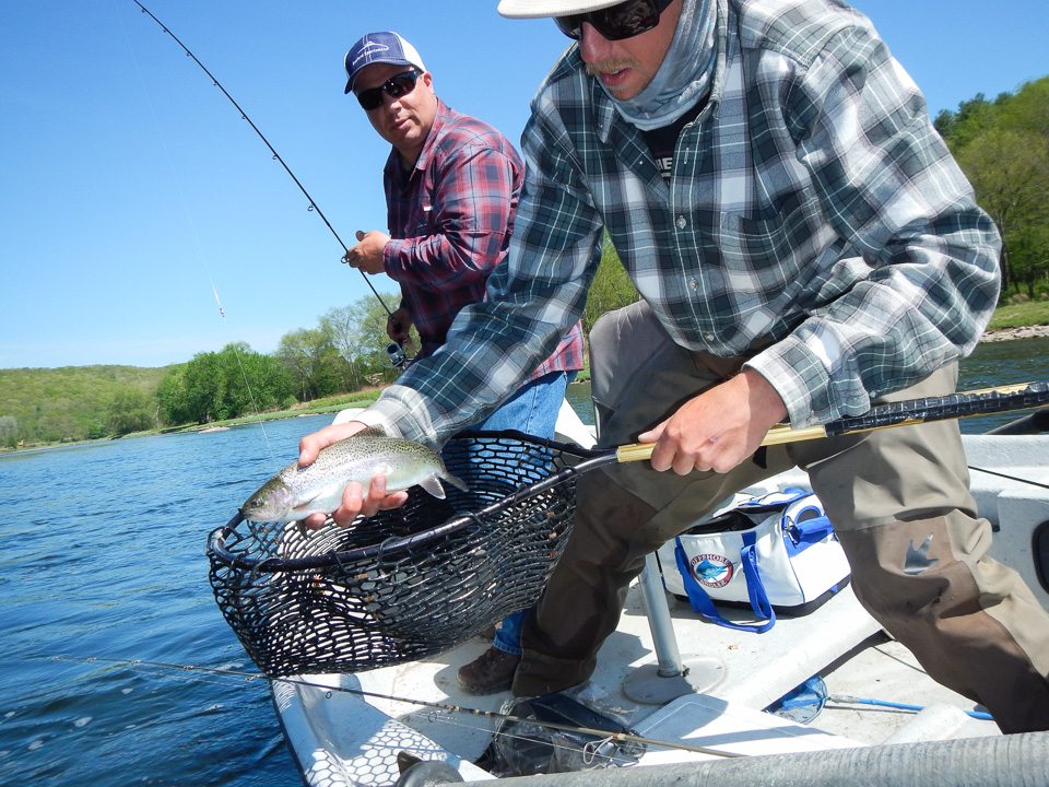 Little hard fighting Delaware river wild Rainbow trout!