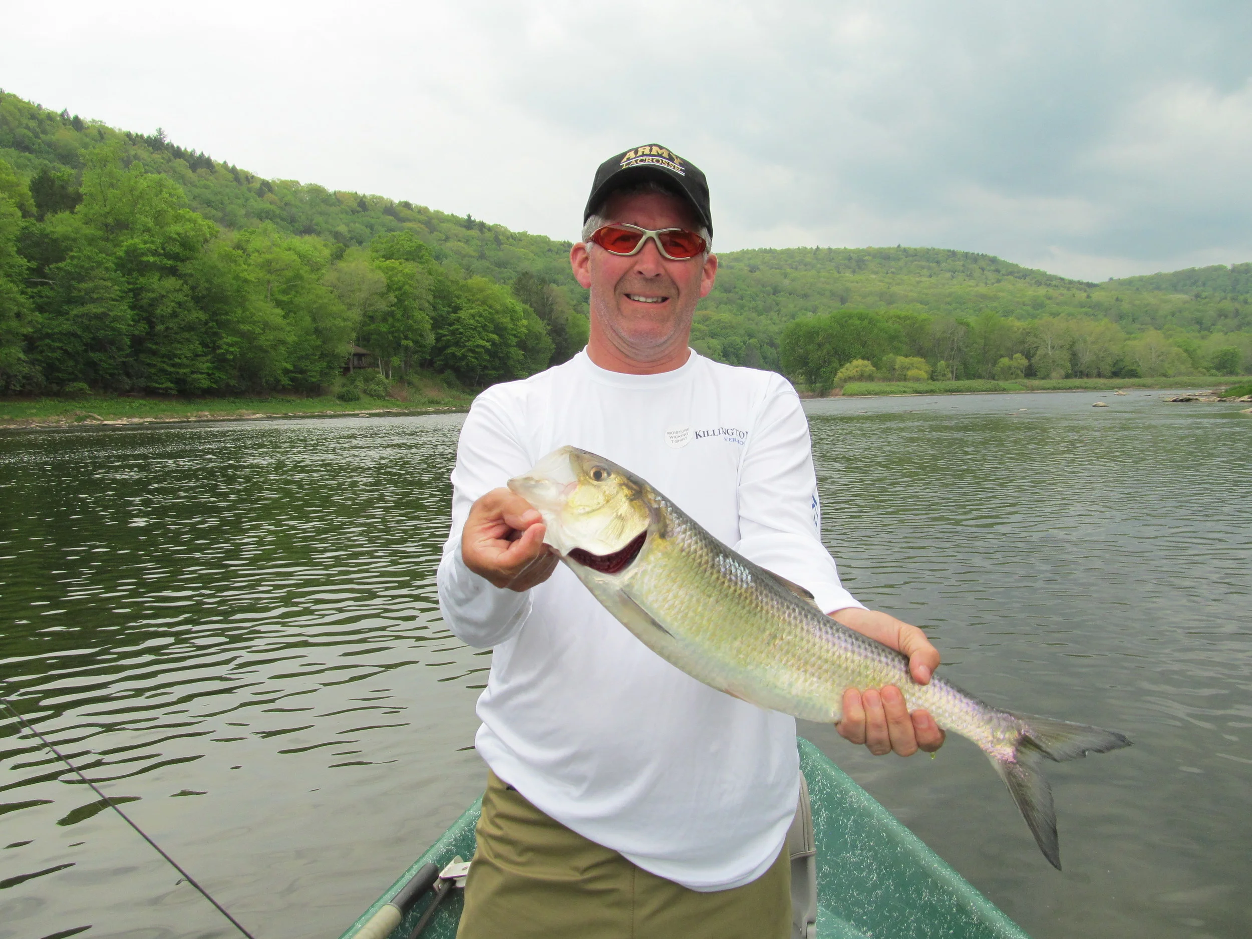 Greg B strikes again with a feisty oversized American Shad!