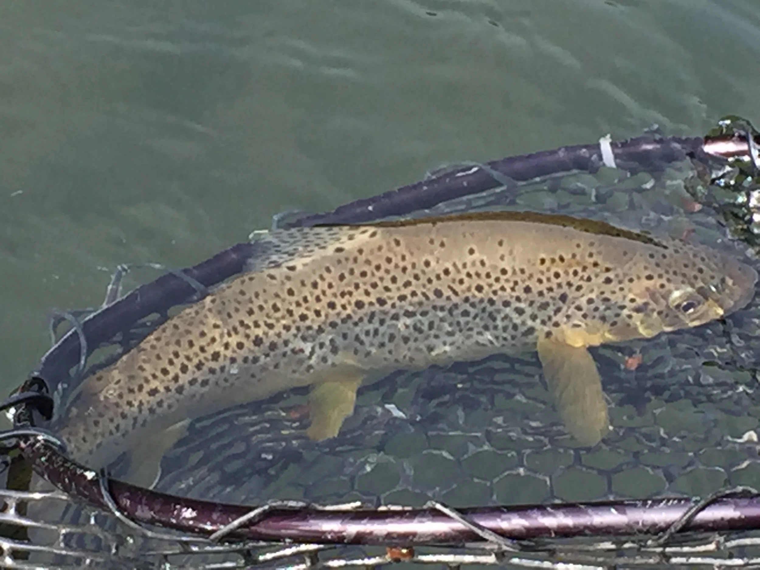 Beautiful Brown trout ready for relelase!