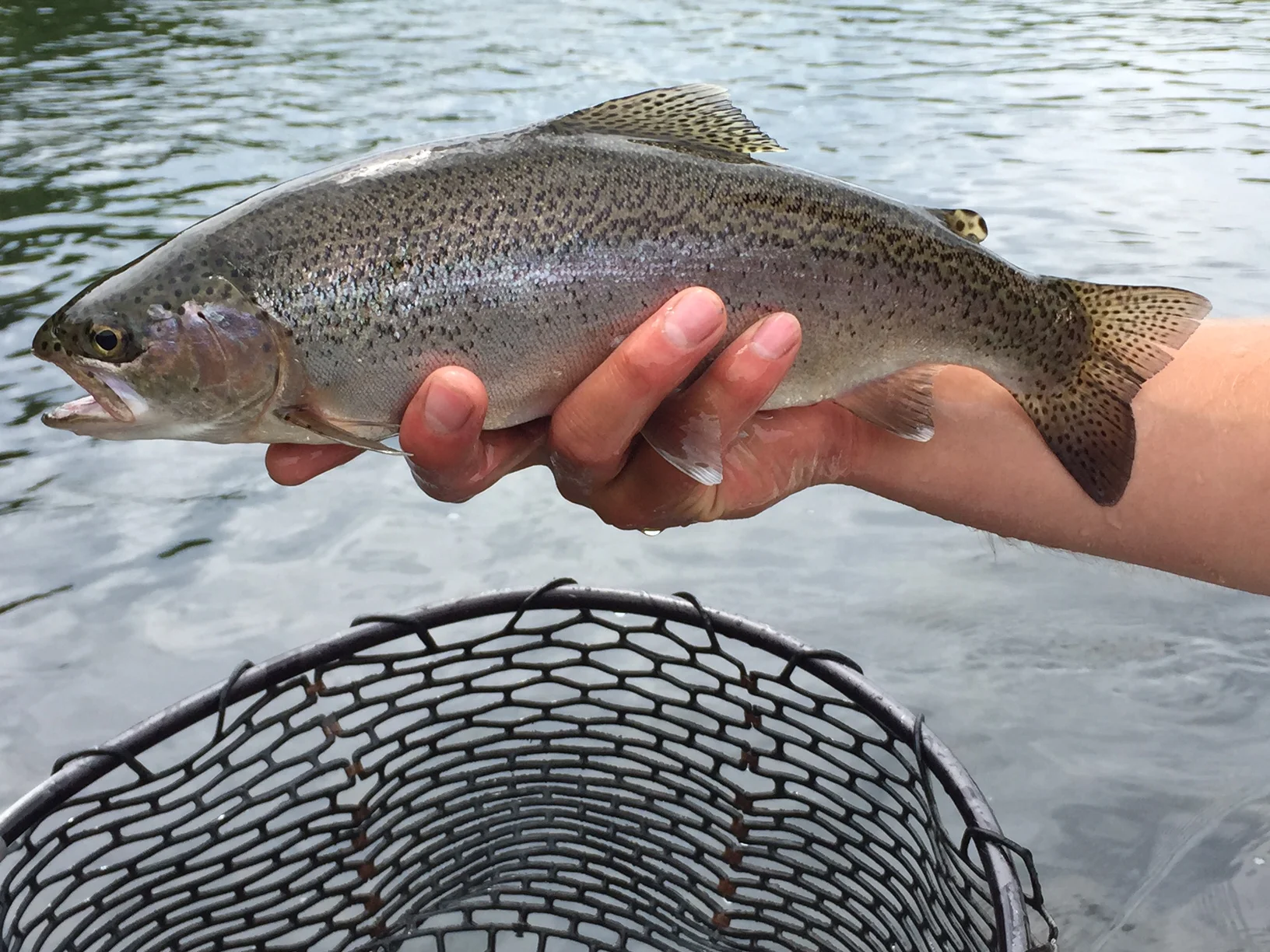 Feisty little Wild Rainbow from the Delaware River.