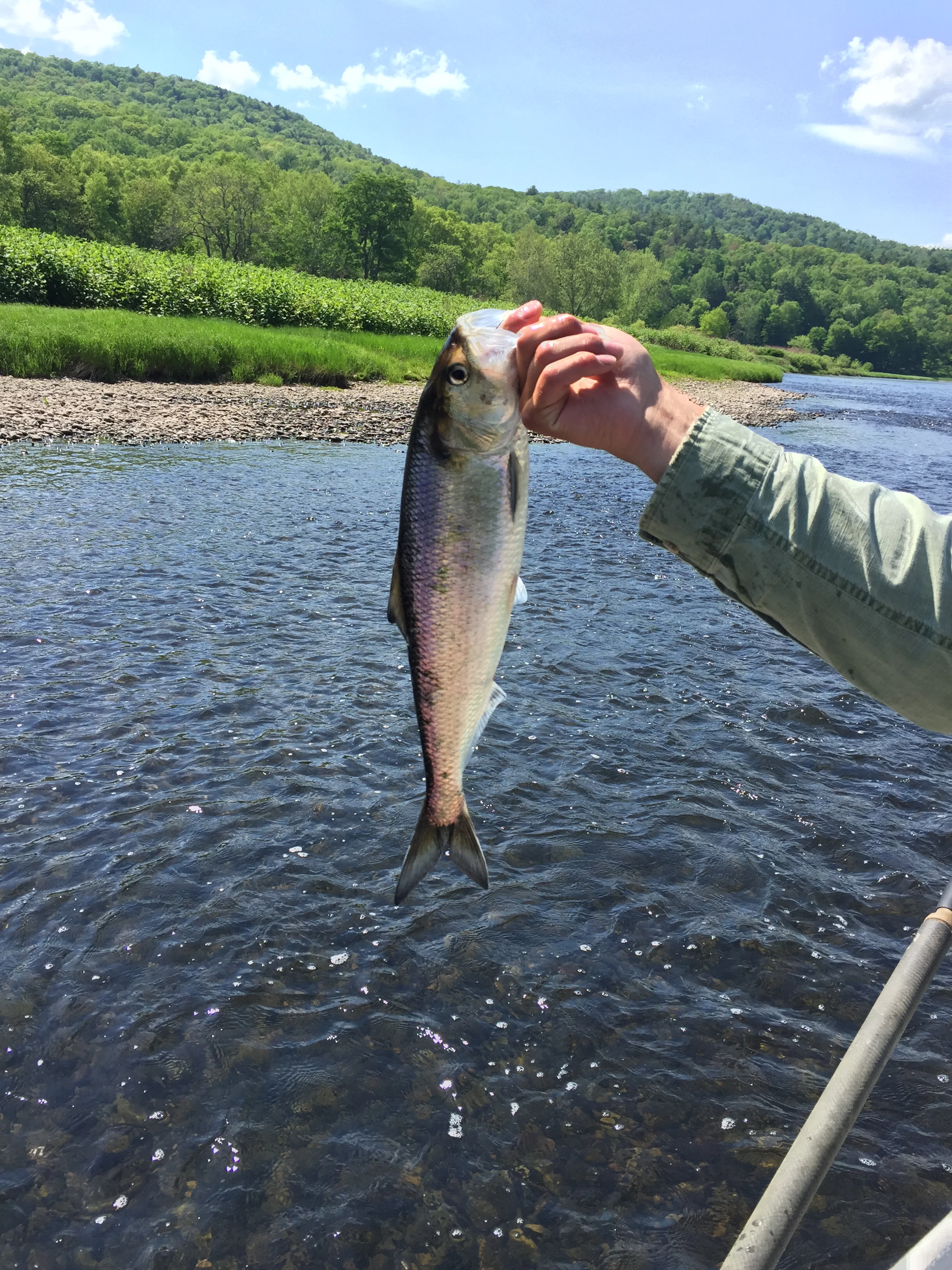 Still catching a few Shad