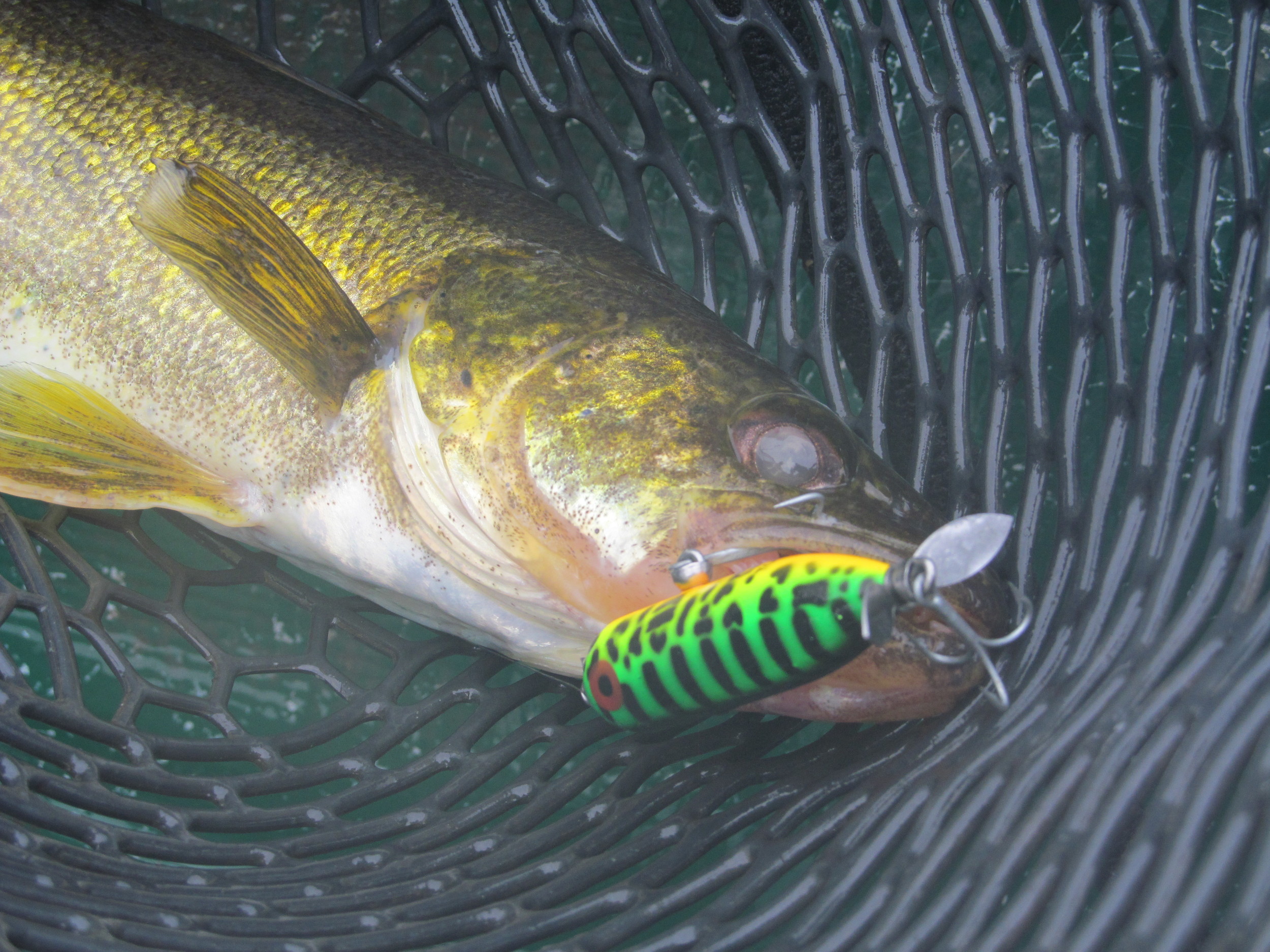 5/31/15 Bob N. Second cast 19" Walleye on Surface Lure!