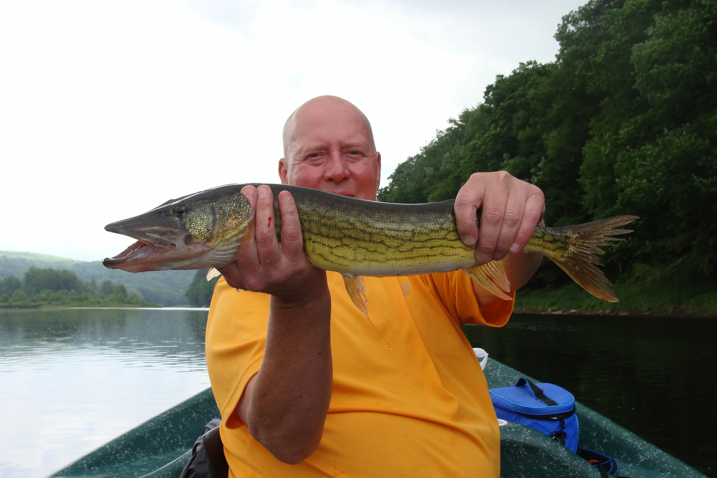 5/26/15 A grand slam day on the Delaware! A rare catch, 23" chain Pickerel.