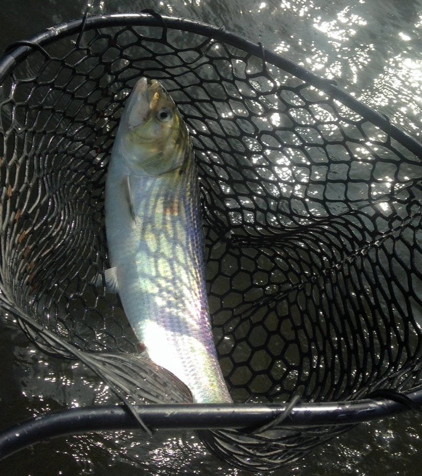 5/28/15 Fresh feisty shad are still being caught daily!