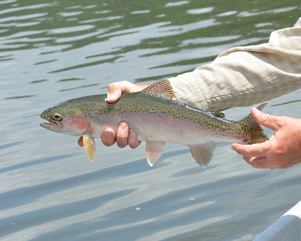 6/21/15 Beautiful Bow!