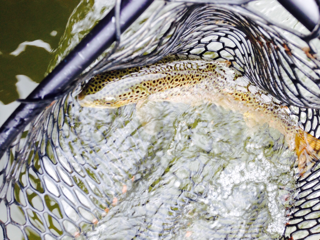 Beauty in the net! Catch. Photograph. Release.