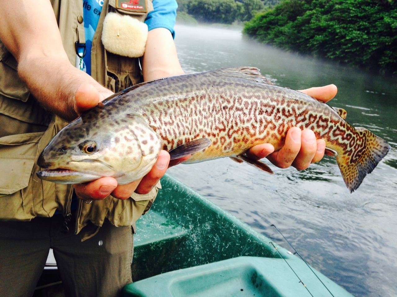 7/7/15 John caught this rare 20" Tiger trout! Beautiful Fish!