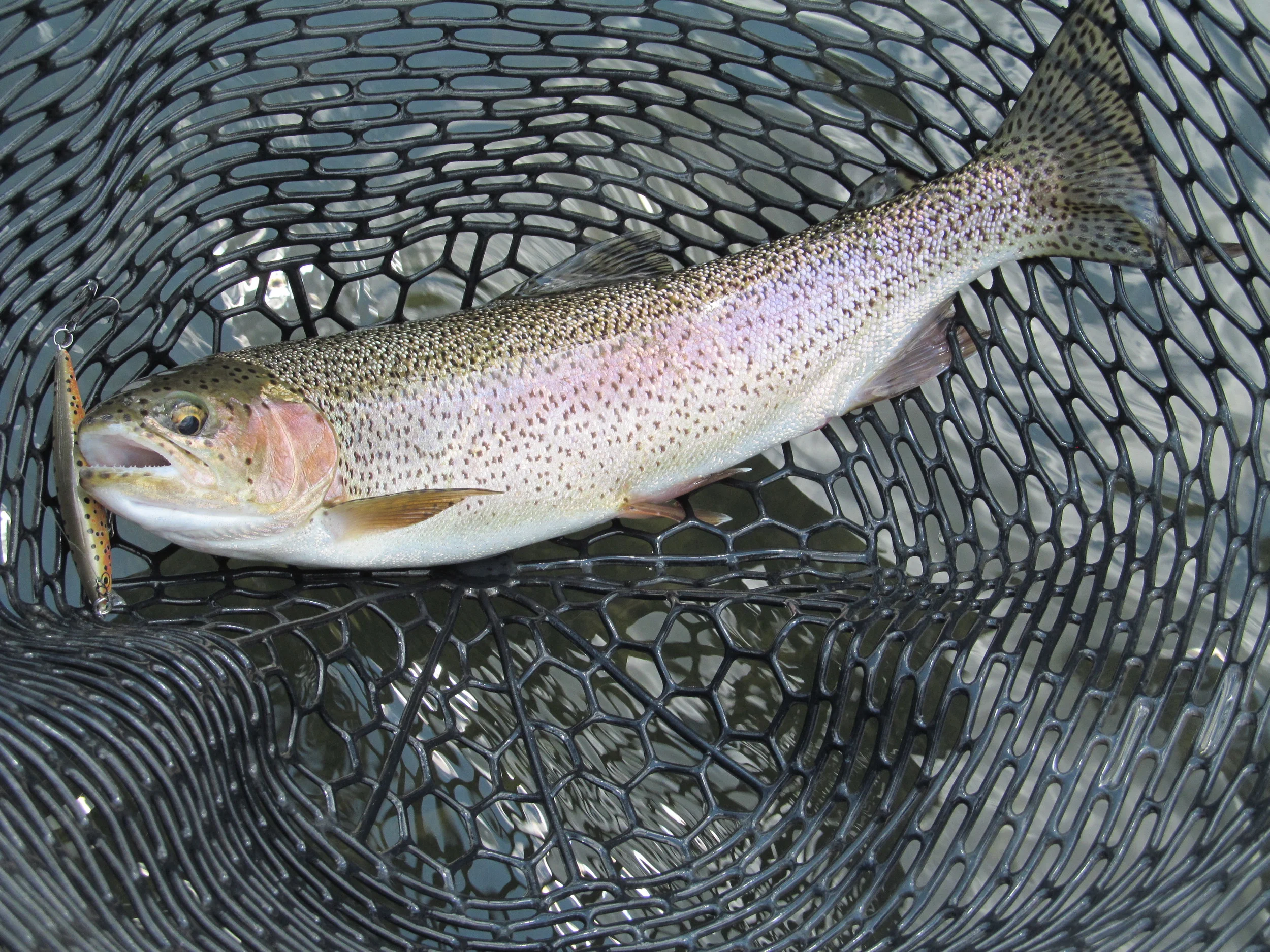 7/10/15 Dan nails this beauty of a Bow on a big stick bait.