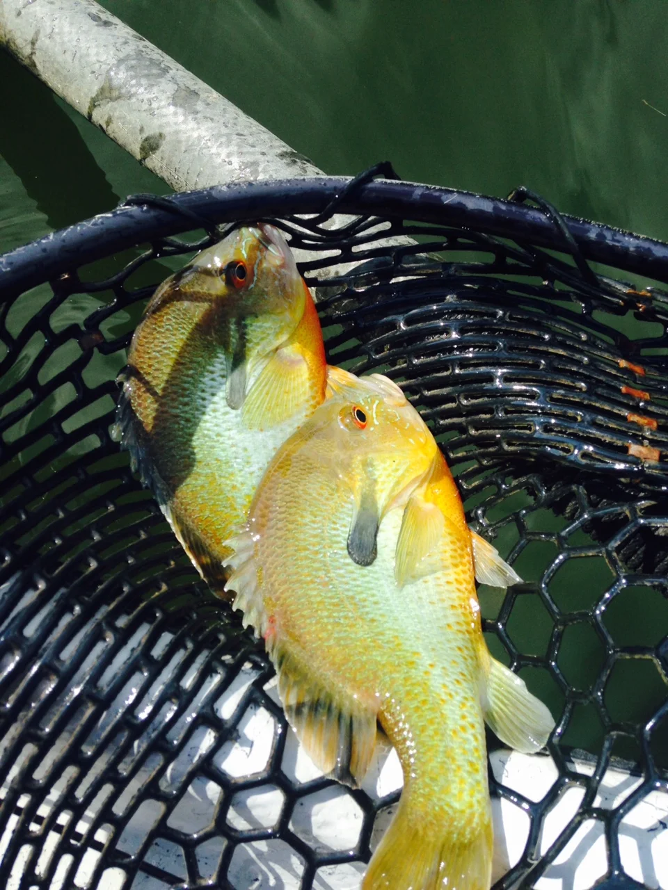 7/10/15 Found 2 river Sunfish, and pulled them out of school.
