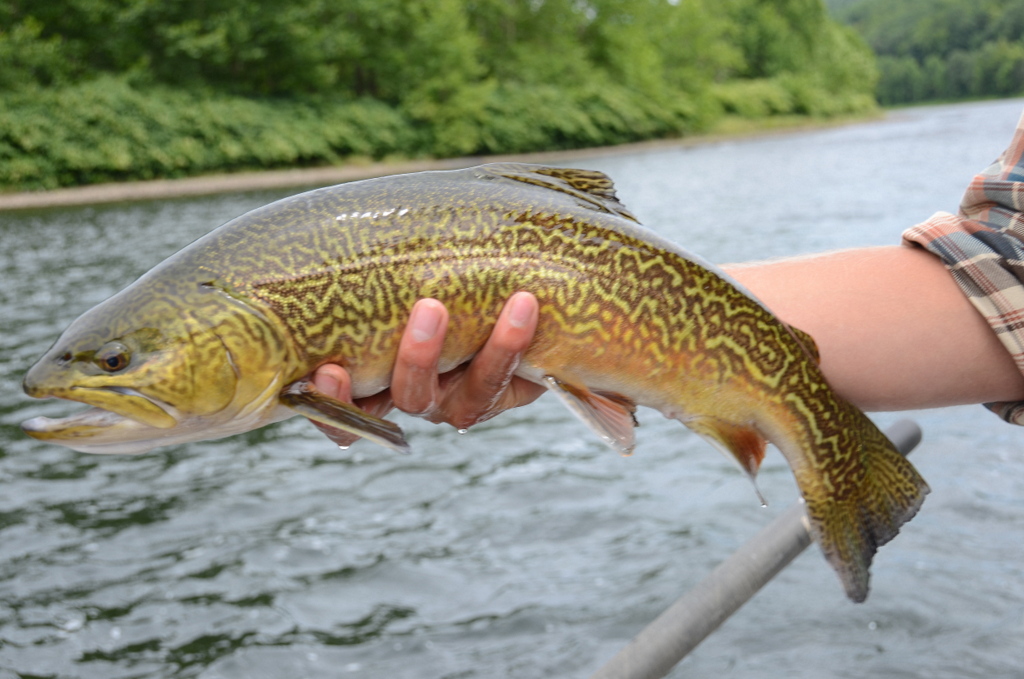 8/16/15 Tiger Trout Closeup