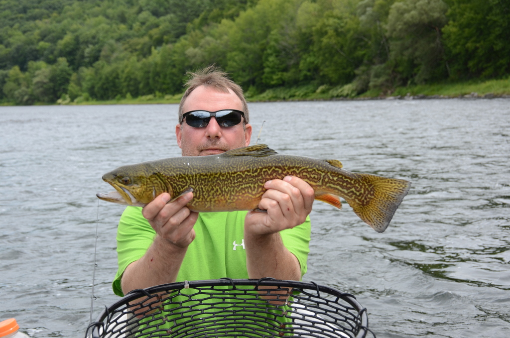 Tiger trout