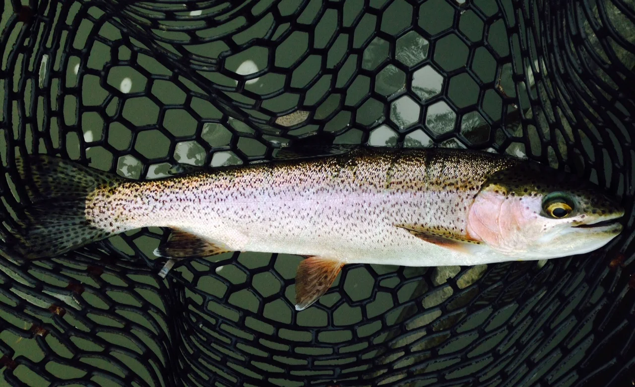 09/19/15A 16" rainbow finds the net early this morning