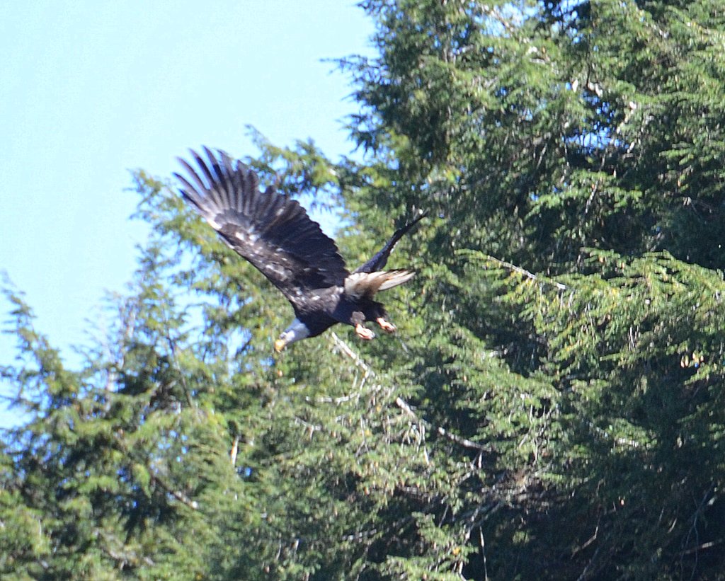 10/10/15 Bob L. captures an eagle in flight!