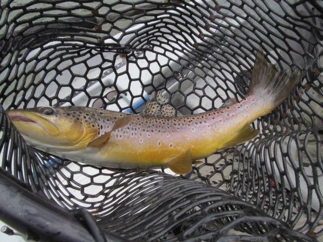 10/9/15Fall Pumpkin Brown Trout!