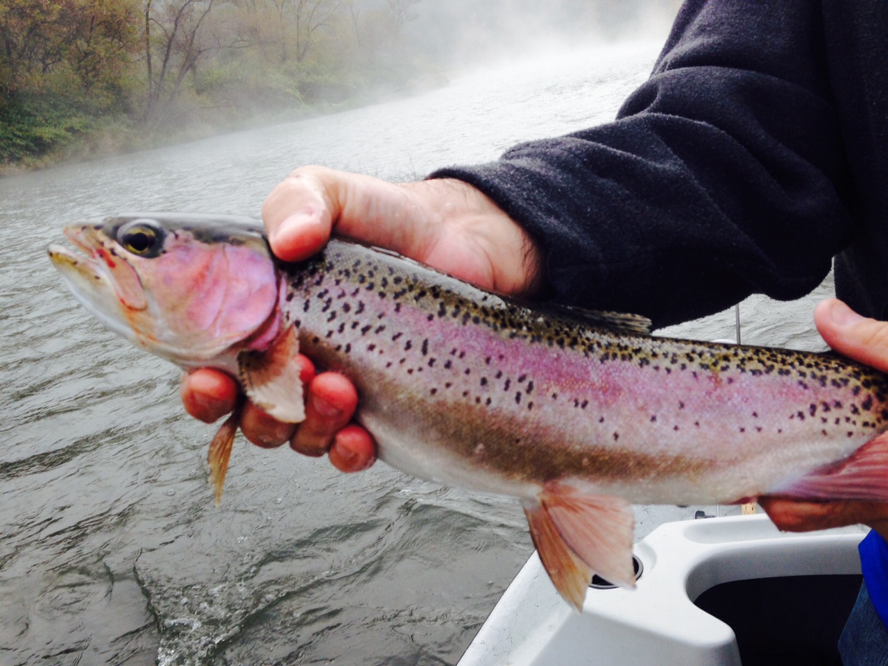 10/11/15 George gets an early AM beautiful Rainbow Trout!