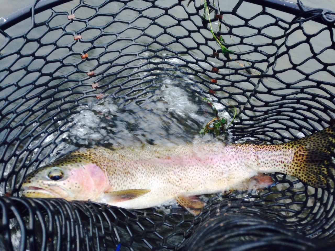 10/12/15 John G. catches an early A.M. 18" Rainbow trout on the West Branch!