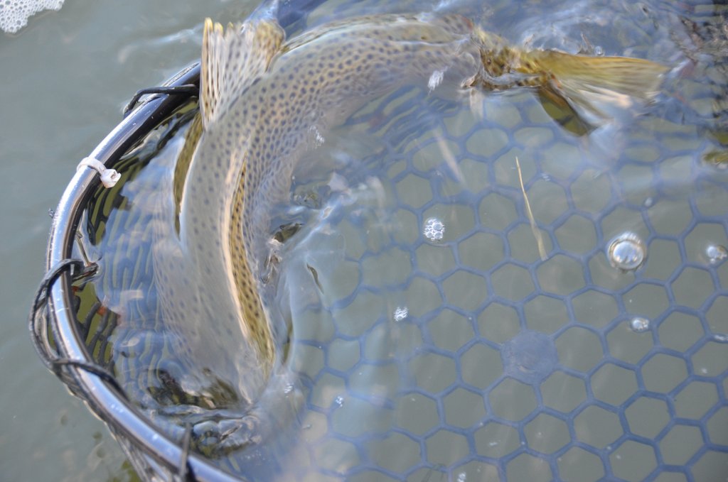 10/10/15 A nice Brown trout ready for release.