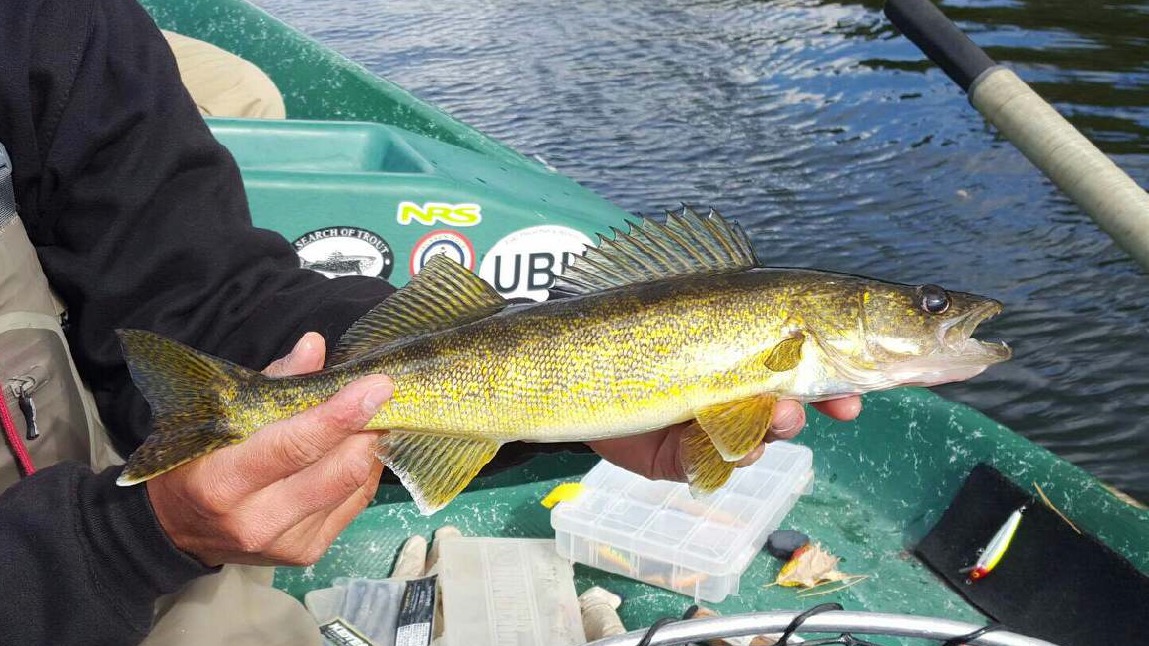 10/18/15Lotta Walleye in the boat on this day.
