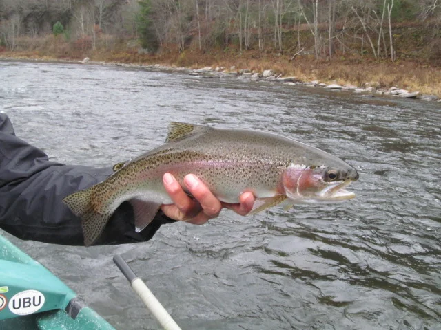 11/7/15Andy S. finds a beauty of a Wild Rainbow!