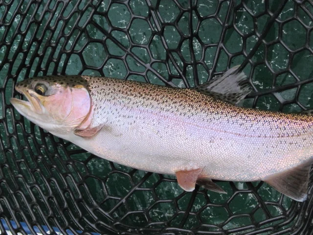 11/7/15 A fat Delaware river Wild Rainbow!