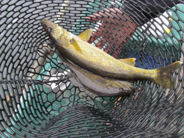 11/7/15 Doubled up with a Walleye and Smallmouth bass to complete the Grand Slam!