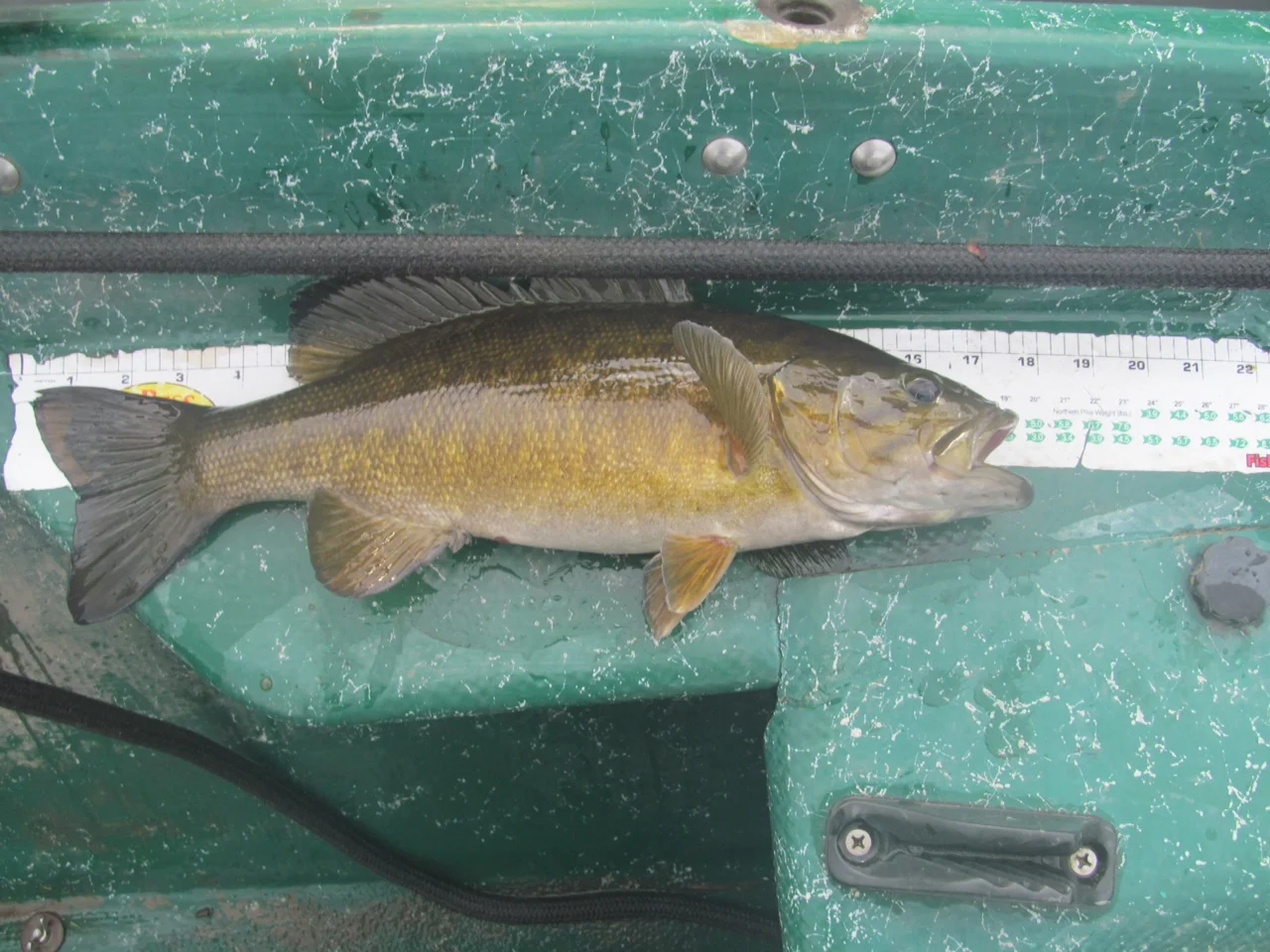 12/13/15 A hefty Fall Delaware river Smallmouth bass!