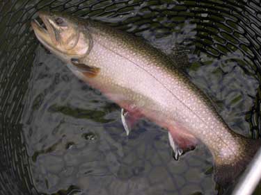 17" Delaware river Brookie