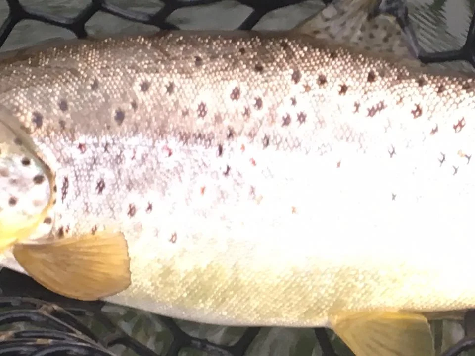 4/11/16 Bug fed, fat Brown trout!