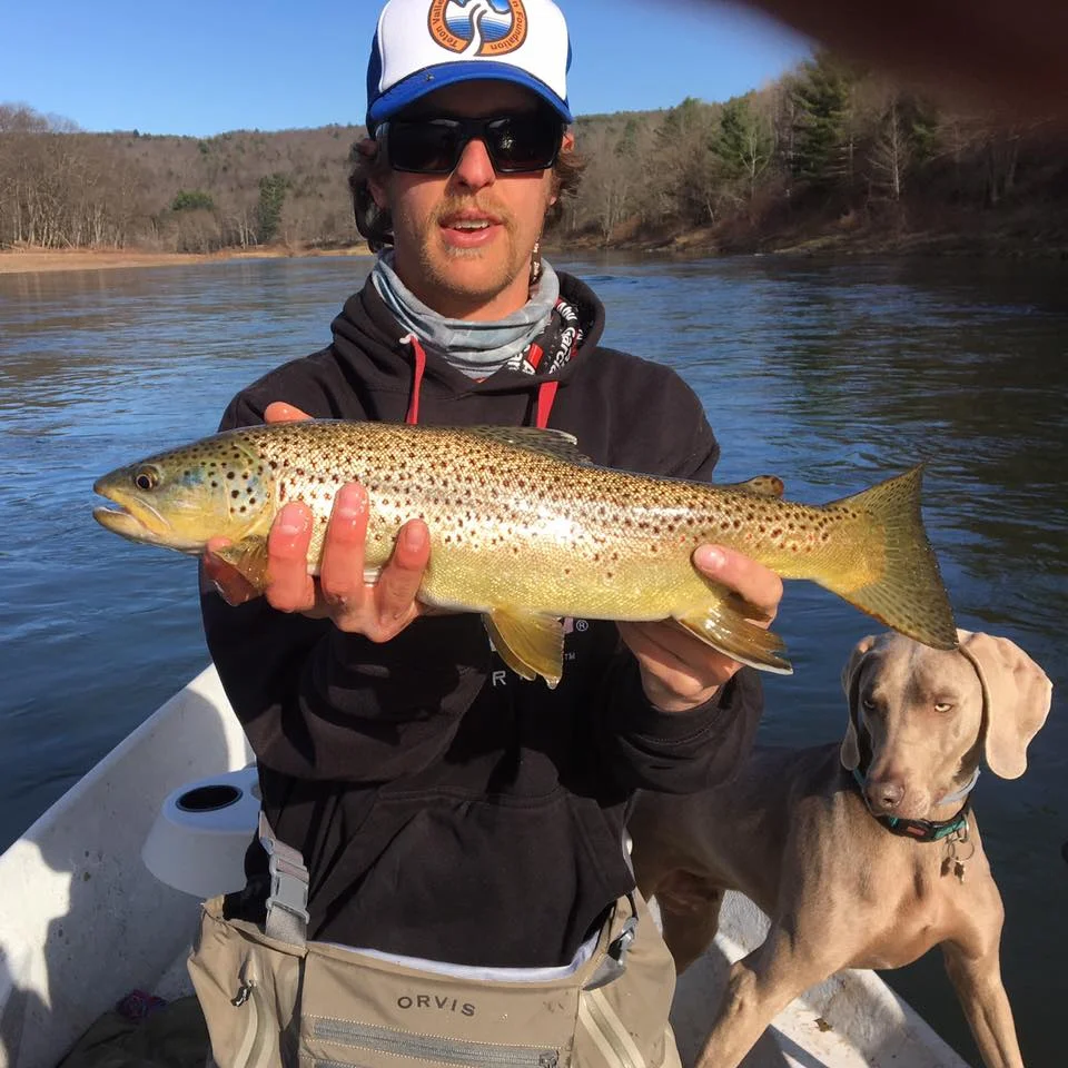4/13/16 Large Hen Brown trout caught by Guide Evan. Gulliver gets the assist.
